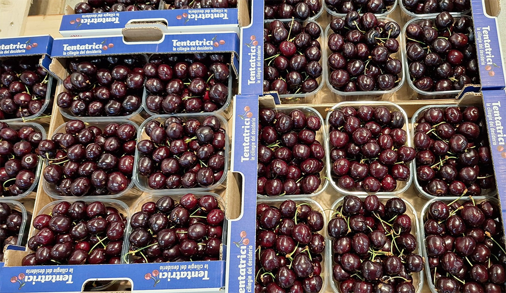 Ciliegia cal. 30+ - Emilia - 6 euro al chilogrammo